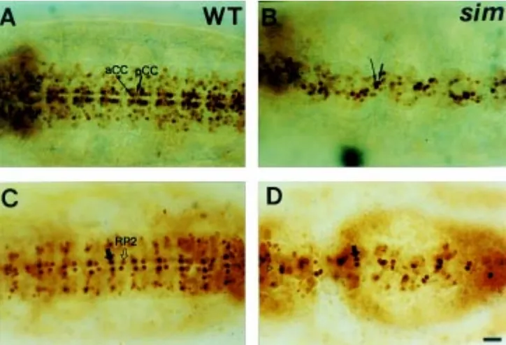 Fig. 7. Expression of the aCC/pCC andRP2-specific neuronal markers duringtype embryo shows strongly stained RPmutant, weak pression of A31 enhancer trap line showingrons are missing in at least 80% of theenhancer trap line showing the RP neuronsneurons (fi