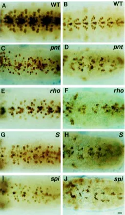 Fig. 8. The spitz class genes are required for the proper expression ofthe ming/lacZ and upg/lacZ NB markers