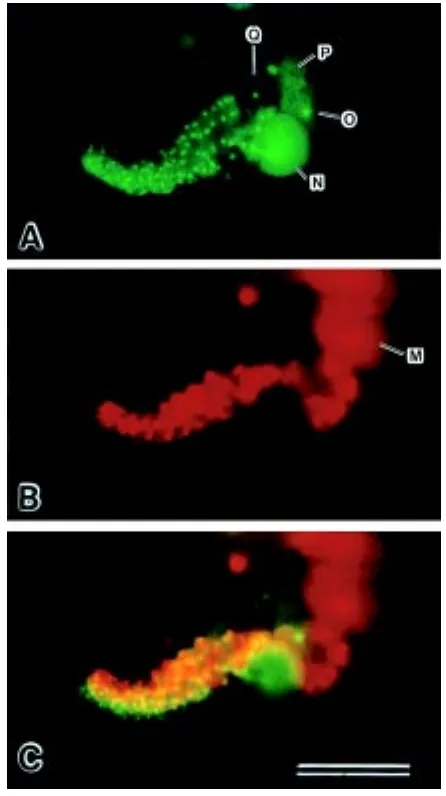 Fig. 3. Fluorescence micrographs showing overlap of mesodermal(A) Distribution of FLD
