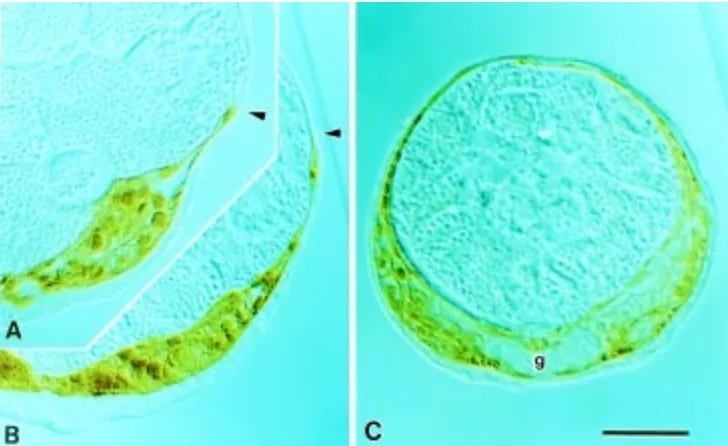 Fig. 5. Cross sections of mid regions ofembryos showing dorsal expansion ofhere. The dorsal edges (arrowheads) of themesodermal GBs results in the dorsalembryos were injected with HRP andGBs extend dorsally between the yolkyallowed to develop for 96 (A), 1