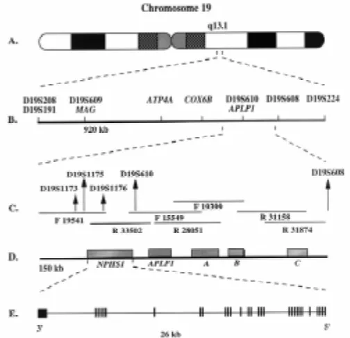 Fig. 1. Positional cloning of the congenital nephrotic syndrome gene.genes and APLP1 located in the 150 kb region were analyzed for mutations(E)  (B) markers D19S208 and D19S224, in a 920 kb region containing a few knownwhich overlapping cosmid clones were