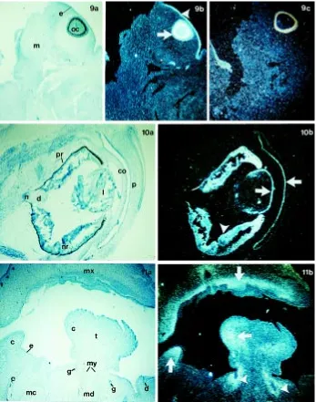 Fig. 9. Transversal section through the head region of the 6-week human embryo, at the levelof the eye