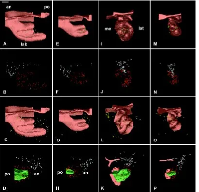 Fig. 11. 3D distribution of mito-