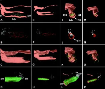 Fig. 12. 3D distribution of mitoses andapoptoses in the incisor at ED 17.0 of WTposterior section in orange allowed to visual-ize the position of the oral epithelium fororientation