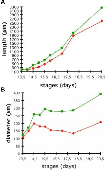 Fig. 1. Weight of WT and Ta mouse embryos during development. Foreach stage, the weights of the WT were represented in green and those ofTa in red