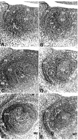 Fig. 3. Frontal histological sections of the lower incisor in WT (A,C,E)and Ta (B,D,F) embryos at ED 14.0 (A,B), ED 15.0 (C,D) and ED 16.0development of the dental papilla was appreciably reduced in Ta embryosridge; MC, Meckel’s cartilage; OE, oral epithel