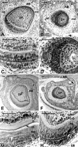 Fig. 4. Frontal histological sections of the lower incisor in WT (A,C,E,G)and Ta (B,D,F,H) embryos at ED 18.0 (A,B,C,D) and birth (E,F,G,H).histological aspect of the incisor: all three parameters were affected in Taembryos secreted by ameloblasts (Am) in 