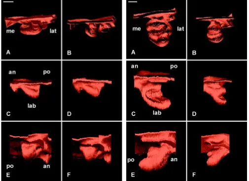 Fig. 5. 3D reconstructions of the dental epithelium of the developing lower incisor in WT (A,C,E) and Ta (B,D,F) embryos at ED 13.5 as seen inwas artificially suppressed to facilitate the visualization of the tooth bud