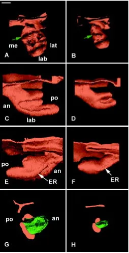 Fig. 7. 3D reconstructions of the dental epithelium (A,B,C,D,E,F) anddental papilla (G,H) of the developing lower incisor in WT (A,C,E,G)labio-lingual and medio-lateral asymmetries of the developing cervical loopwere maintained in WT embryos Changes in the