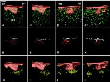 Fig. 9. 3D distribution of mitoses and