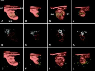 Fig. 10. 3D distribution of mitoses and