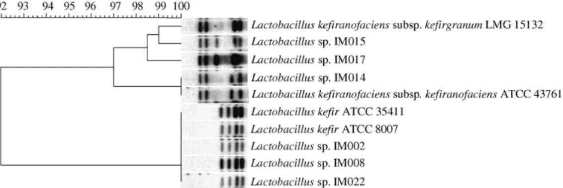 Fig. 2. Polyphasic matrix of lactobacilli strains.
