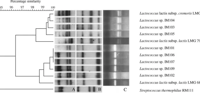 Fig. 3. Dendrogram and plasmid patterns of Lb. kefir strains.