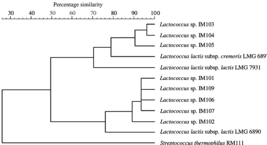 Fig. 5. Polyphasic matrix for lactococci strains.
