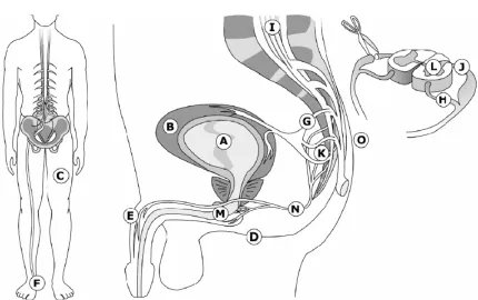 Figure 2. Source: Gaunt & Prochazka 2006