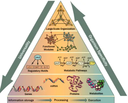 Figure 2.1: Life’s complexity pyramid. The genomic information is both stored and translated into functional units such as proteins and  metabo-lites