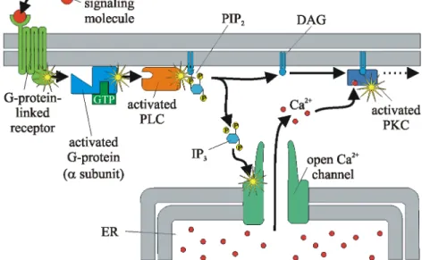Figure 2.4: The Ca 2+ signaling pathway. When a hormone or neurotransmitter (“first messenger”) interacts with a receptor on the cell membrane,