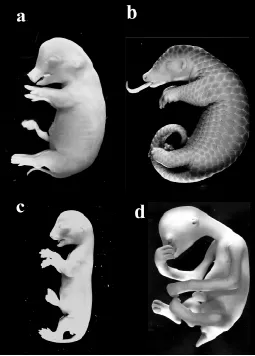 Fig. 5.Catalogue = CA256. Hill Collection. Sus scrofa 20. Hubrecht Collection. Manis javanica 181