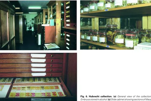 Fig. 6. Embryos stored in alcohol. Hubrecht collection. (a) General view of the collection