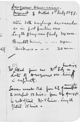 Fig. 8. Copy of page from Hill’s “Camp Notes” (notebook 16). “Dasyurusmuzzle to occiput 12 lines