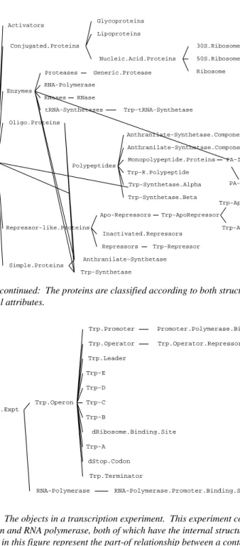 Figure 3.  The objects in a transcription experiment.  This experiment contains the trp operon and RNA polymerase, both of which have the internal structure shown.