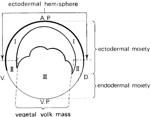 Fig. 2. Fate map of endo- and mesodermal organ anlagen in very earlyurodele gastrula, seen from vegetal side.end., endodermal yolk mass; l.pl., lateral plate mesoderm; n., notochord;ph., pharyngeal endoderm; s., somitic mesoderm; t.m., tail mesoderm:Stippl