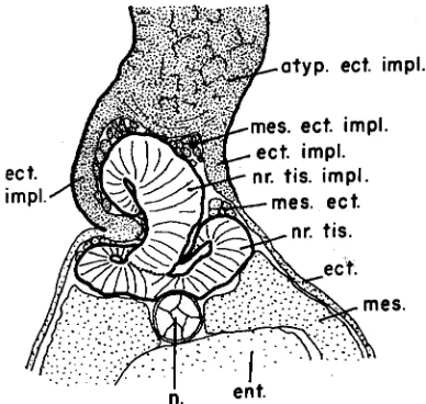 Fig. 7. Cross-section through fore-brain region of Ambystoma