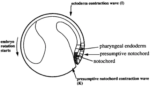 Fig. 8. Diagrammatic sketch of primary activation and subsequentcounteraction by transforming mesodermal influences in folds ofvision of folds into a proximal neural (continuous line), an intermediatemesectodermal (interrupted line and slightly hatched) an