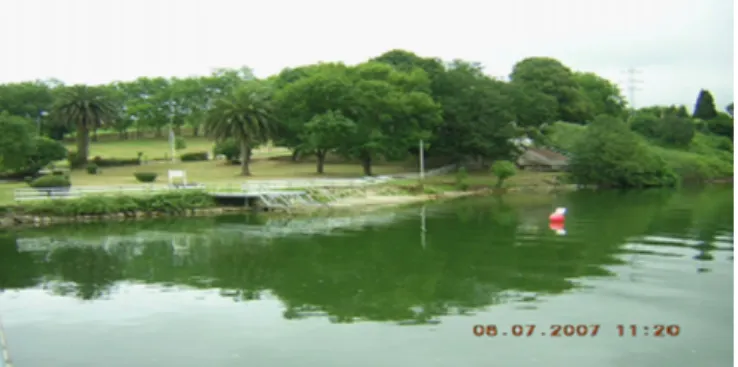 Fig. 4. Dense bloom of cyanobacteria on the Trasona reservoir in 2007.