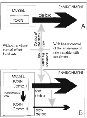 Fig  2  Conceptual  representation  of t h e   (A) l - c o m p a r t m e n t   D T R ~   =  a 2   +  b 2   salinity  +  c 2   T~~~~~~  ture  +  d 2   a n d   (B) 2 - c o m p a r t m e n t   m o d e l s 