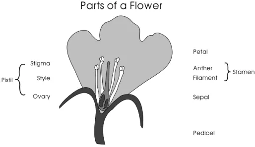 Figure 3. An illustration of a flower integrated with text labels.