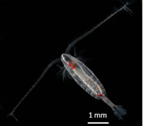 Figure 5. Picture of copepod (Calanus sp.) as representative of copepods used in this thesis