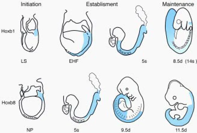 Fig. 1. Schematic sagittal representation of Hox expression domains at different stagesof mouse embryonic development