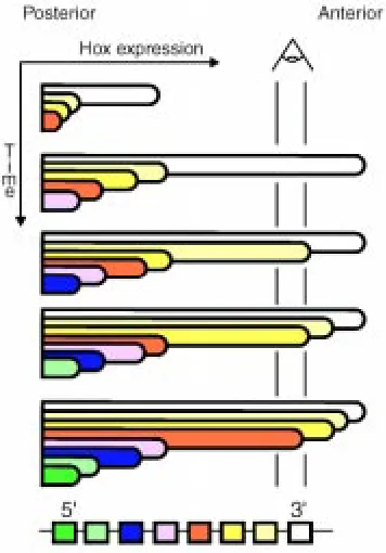 Fig. 3. Schematic representation of the establishment of vertebrateHox expression domains in one germ layer according to theGaunt, 1999, Gaunt et al., 1999) 