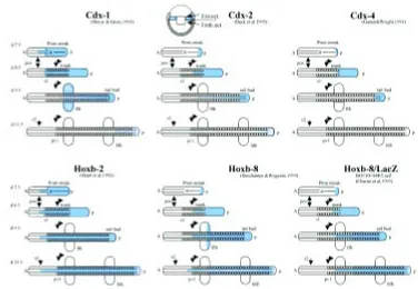 Fig. 4. Schematic representation of thedynamic spreading of cdx and Hoxcdx gene to be expressed before gastru-lation, a sagittal view of an early eggcylinder embryo is depicted, with cdx2expression in extraembryonic ectoderm(Ext.ect.) all around the bounda