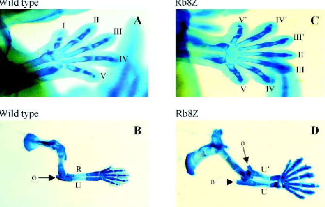 Fig. 5. Alcian blue stained control (wild type) and Hoxb8 overexpressing transgenic (Rb8Z)forelimbs