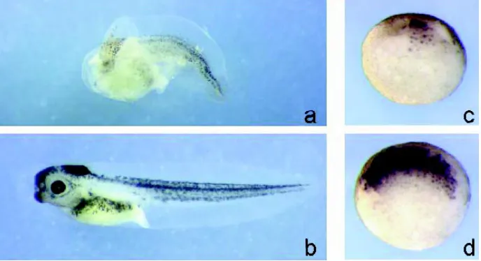 Fig. 3. XGrg-4 suppresses Xnr-3 expression and axis formation in Xenopus embryos. Injectionsense Xnr-3 RNA of stage 9 embryos showed a suppressed expression in embryos injected dorsallyof XGrg-4 mRNA into the two dorsal blastomeres at 4-cell stage resulted