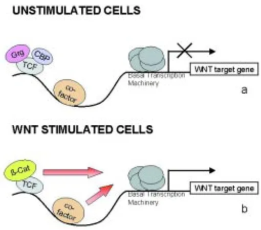 Fig. 4. Model for the action of TCF factors on WNT target genes.