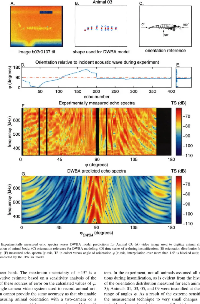 FIG. 5. Experimentally measured echo spectra versus DWBA model predictions for Animal 03: ~A! video image used to digitize animal shape; ~B!