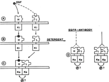 Fig. 3. EGFR activation in intact cells. EGF binding to monomeric highaffinity (H) EGFR affinity (L) EGFR (indicated in the extracellular domain)