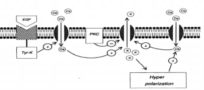 Fig. 4. Model for EGFR activation-induced elevation of the intracellular free Ca2+by activation of a Kinduced rise in [Camembrane potential, which is a trigger for hyperpolarisation-dependent CaProtein Kinase C (PKC) mediated inhibition of the Ktion ([Ca-c