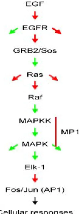 Fig. 5. The RPTK-Ras-MAPK signalling pathway. Red arrows indicatedirect protein-protein interactions, green arrows enzyme substrate interac-tions