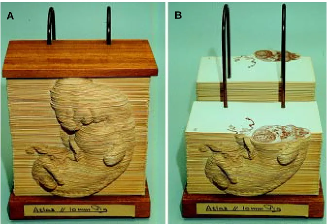 Fig. 1. Historic use of 3D reconstruction to a (static) volume model. (A) 3D reconstruction ofa pig embryo (10 mm stage) using cardboard to simulate section thickness