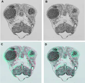 Fig. 3. Example of the registration of section images. These section images are theprecursor images of the volume block depicted in Figure 2