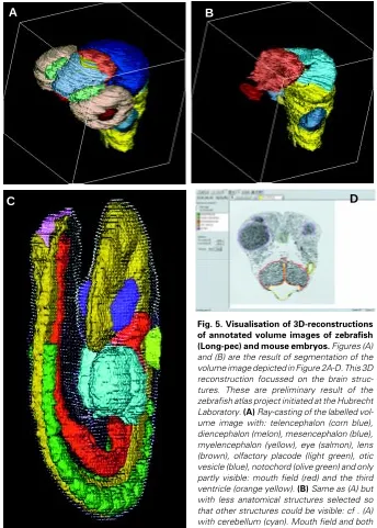 Fig. 5. Visualisation of 3D-reconstructionsof annotated volume images of zebrafishdered view of the reconstruction of the TS14 (E9) mouse embryo with the ectoderm madestructures (Verbeek et al., 1995)