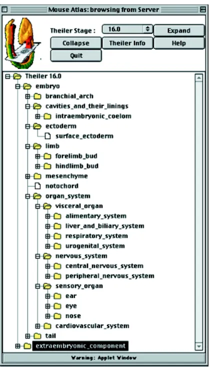 Fig. 6. Interface of the mouse developmental anatomy browser. Thetissues of the mouse embryo at each stage are arranged as a hierarchy inthe object-oriented database “ObjectStore” and accessed over Internet.The browser allows a user to expand or contract the hierarchy and the viewshown illustrates the form of the hierarchy for the TS14 (E9) embryo.