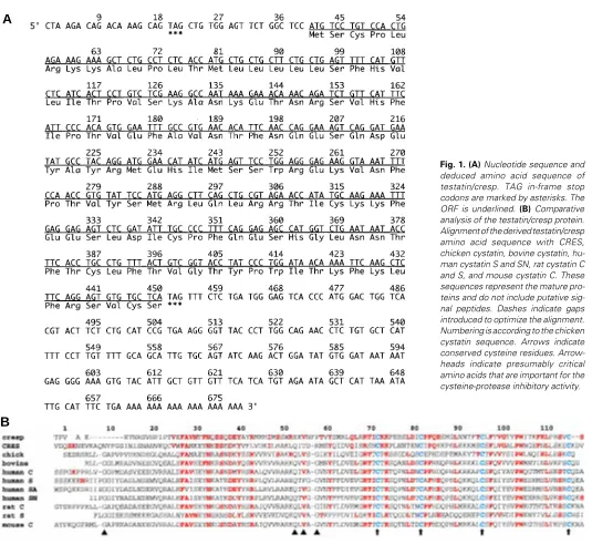 Fig. 1. (A) Nucleotide sequence and