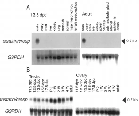 Fig. 2. Northern blotting analysis of testatin/cresp. pattern of testatin/cresp. Total RNA isolated form a variety of male and female tissuesisolated from the prenatal and postnatal gonads were loaded