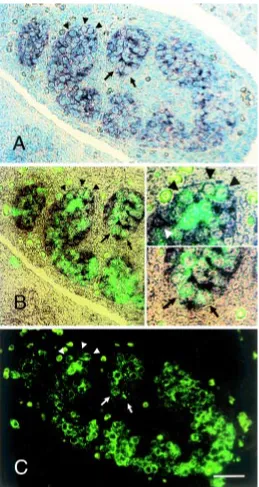 Fig. 5. In situ hybridization analysis of the fetal testis. A section of a
