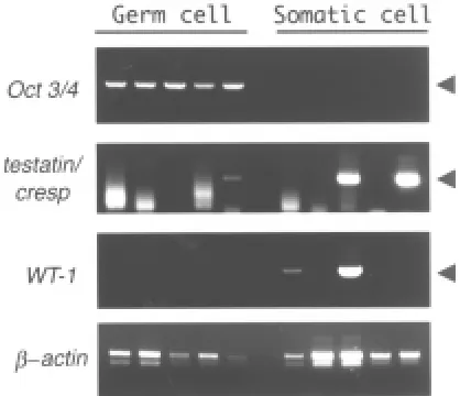 Fig. 7. Single cell RT-PCR analysis of the testatin/cresp. We analyzedmRNAs obtained from individual germ or somatic cells that had beenpicked-up from dissociated 12.5 dpc male gonads